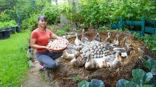 Harvest Ducks Eggs Goes To Market Sell - Build Nest For Ducks To Lay Eggs | Tiểu Vân Daily Life