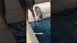 Dieser Hund hat ANGST vor Wasser