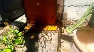 Attirer et piéger essaim d'abeilles