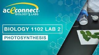 Biology Lab || Photosynthesis