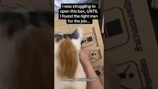 Cats are good helper
