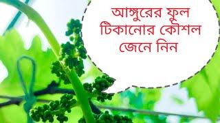 আঙ্গুরের ফুল কিভাবে ফলে পরিণত করবেন ( grapes fruit setting management)