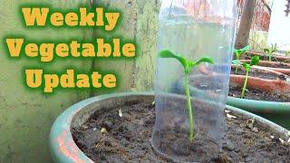 Weekly vegetable garden update | How to protect your plant from birds