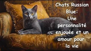 Chats Russian Blue: Une personnalité enjouée et un amour pour la vie - Russian Blue Cats - French