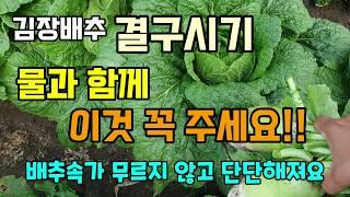 김장배추 결구시기 물과 함께 이것 꼭 주세요 배추속이 무르지 않고 무가 커지고 단단해집니다 #배추물주기 #배추칼슘부족 #무크게키우기