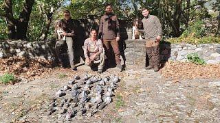 Κυνήγι φάσσας και Springer Spaniel Οκτώβριος 2022-Woodpigeon hunting and Springer Spaniel October 22