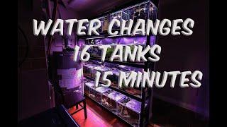 Water Changes 16 aquariums in 15 minutes