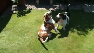 Basset Hounds at play....