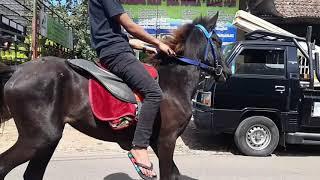 MENCOBA MENTAL TUNGGANG KUDA SANDEL baru datang dari sumba