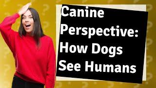 How do dogs see humans?