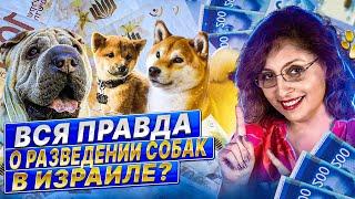 Сколько зарабатывают заводчики собак в Израиле?