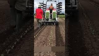 Kubota Full Automatic Vegetable Transplanter 2 rows #shorts #agrimachinery