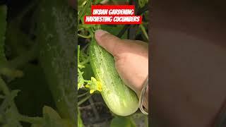 Harvesting Cucumbers from the urban container garden #urbanagriculture