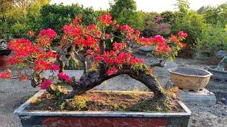 Vườn Hoa Giấy bonsai đẹp ở Tứ Xuyên (Tham khảo)