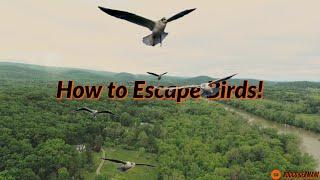 What to do when BIRDS ATTACK!! | 3 ways to get your drone to SAFETY!