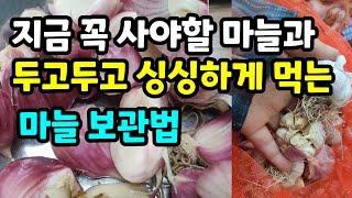 1년도 거뜬한 썩지 않는 생마늘 보관법 6월이 가기전 꼭 사야할 마늘종류