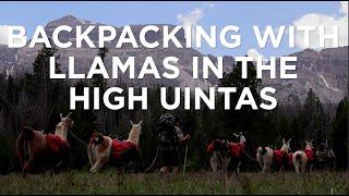 Backpacking and Fishing with Llamas in Utah's Uinta Mountains