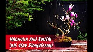 Magnolia Ann Bonsai 1yr Progression