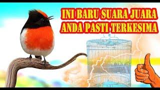 Masteran Burung Full Isian Paling Juara Mewah