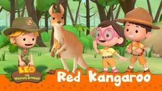 Red Kangaroo | Help the Lost Joey Get Home! | Leo the Wildlife Ranger Season 2