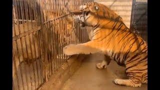 【Tiger vs Lion】Tiger and lion conflict through cage