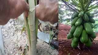 The method of interrupting papaya production produces low papaya and many fruits