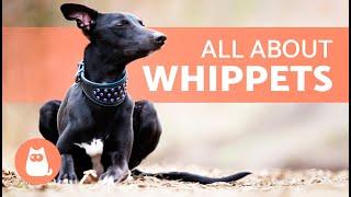WHIPPET Dog Breed  | Characteristics, Care and Health 