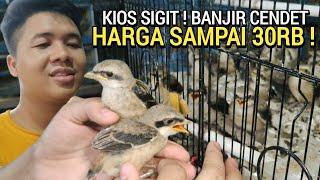 GAWAT ! HARGA CENDET DI KIOS SIGIT SADIS SAMPAI 30RB PERAK DI PASAR BURUNG PRAMUKA