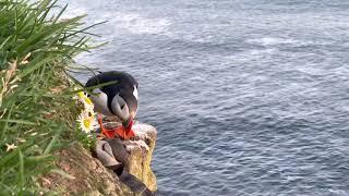 야생화와 퍼핀 Atlantic puffin