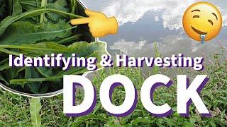 Wild Greens: Identifying and Harvesting Dock 