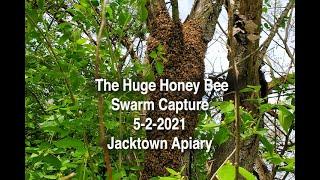 HUGE - Honey Bee Swarm 5-2-2021