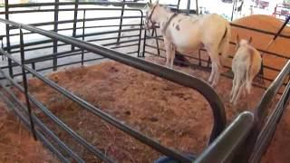 Groups Of Baby & Mom Miniature Donkeys