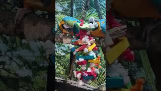 Macaw Parrots Chipping Away