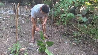 Pltcol vs Dr. in propagation of animal feeds