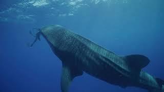 Whale shark and photographer. Video © Byron Dilkes | Save Our Seas Foundation