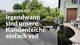 Guy dicht besetzter Traumteich | Modern Koi Blog #6761