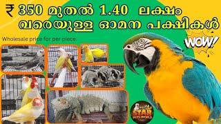 Conure,Macaw, Iguana, African birds , Cocktail, Diamond dove, Goldian finches