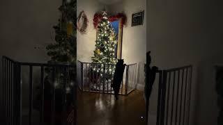funny cat need climb to xmas tree