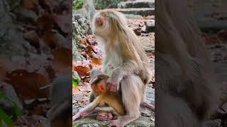 Hak Han MDJ Enjoy Watching Abandon Baby Monkey - Daily Wildlife Monkey #Lucie #Leo #Rainbow #Jovi