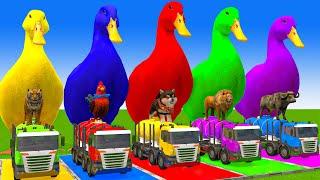 5 Giant Duck Cartoon,Cow,Elephant,Tiger,Lion,Gorilla, Paint Wild Animals Crossing Fountain Animation