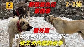 大型紀錄片【野狼復仇記】第四季2-3集（番外篇），百犬滅狼計劃是否可行，牧羊犬內部的紛爭