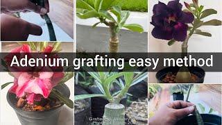 Adenium grafting easy and simple method | അഡീനിയം ഗ്രാഫ്റ്റിംഗ്  ചെയ്യുന്ന രീതി #grafting