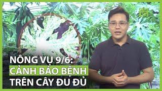 Thời tiết nông vụ 9/6: Mưa dông trên cả 3 miền | Cảnh báo bệnh đốm vòng trên cây đu đủ | VTC16