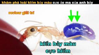 Khám phá loài kiến "Bảy Màu" cực độc lạ của anh bảy và các sinh vật kì dị || review giải trí