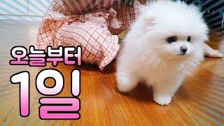 오늘부터 1일~! 간니닌니에게 동생이 생겼어요~ 내동생 솜이 Pomeranian vlog