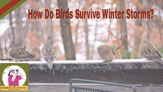 How Do Birds Survive Winter Storms?