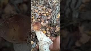 #грибоискатель #грибы
