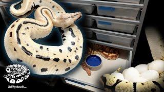 Dalmatian Python!? *NEW DESIGN* From ARS Caging For Blood Pythons + BP Eggs | BallPythons9