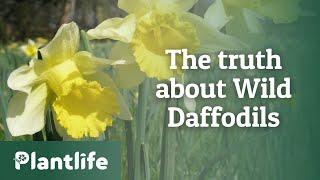 The Truth about Wild Daffodils