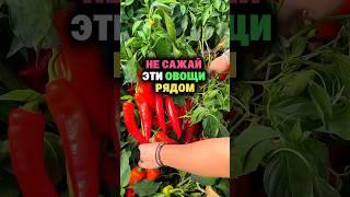 Не сажай эти овощи рядом #секреты #дача #огород #удобрение #сад #овощи